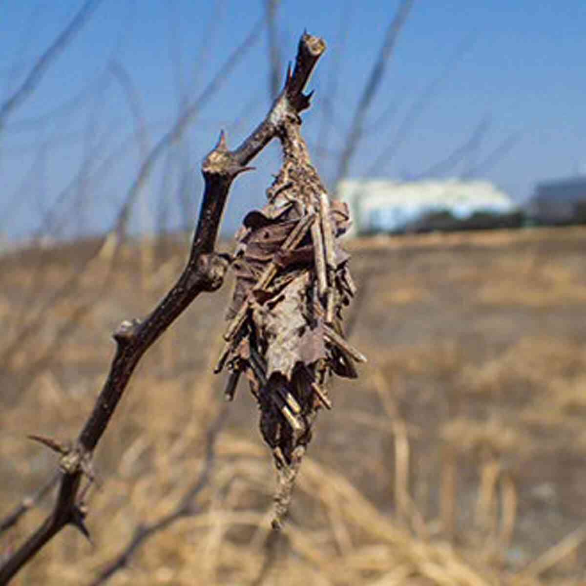 そういえば最近見なくなったなと思う物