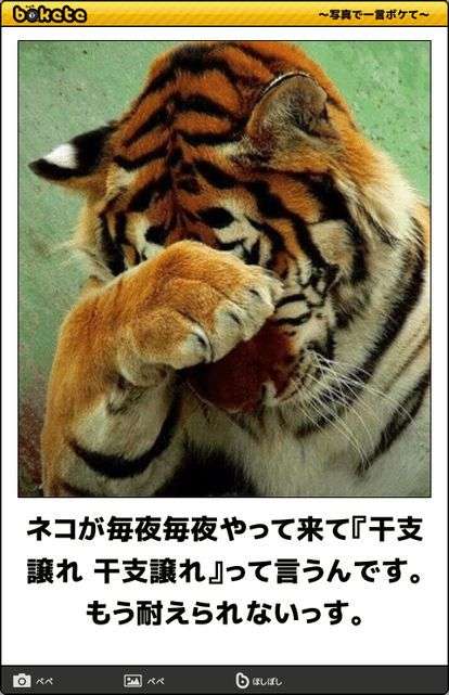 羊と猫の椅子取りゲーム。岩を独り占めしたい羊と猫の攻防戦が面白い