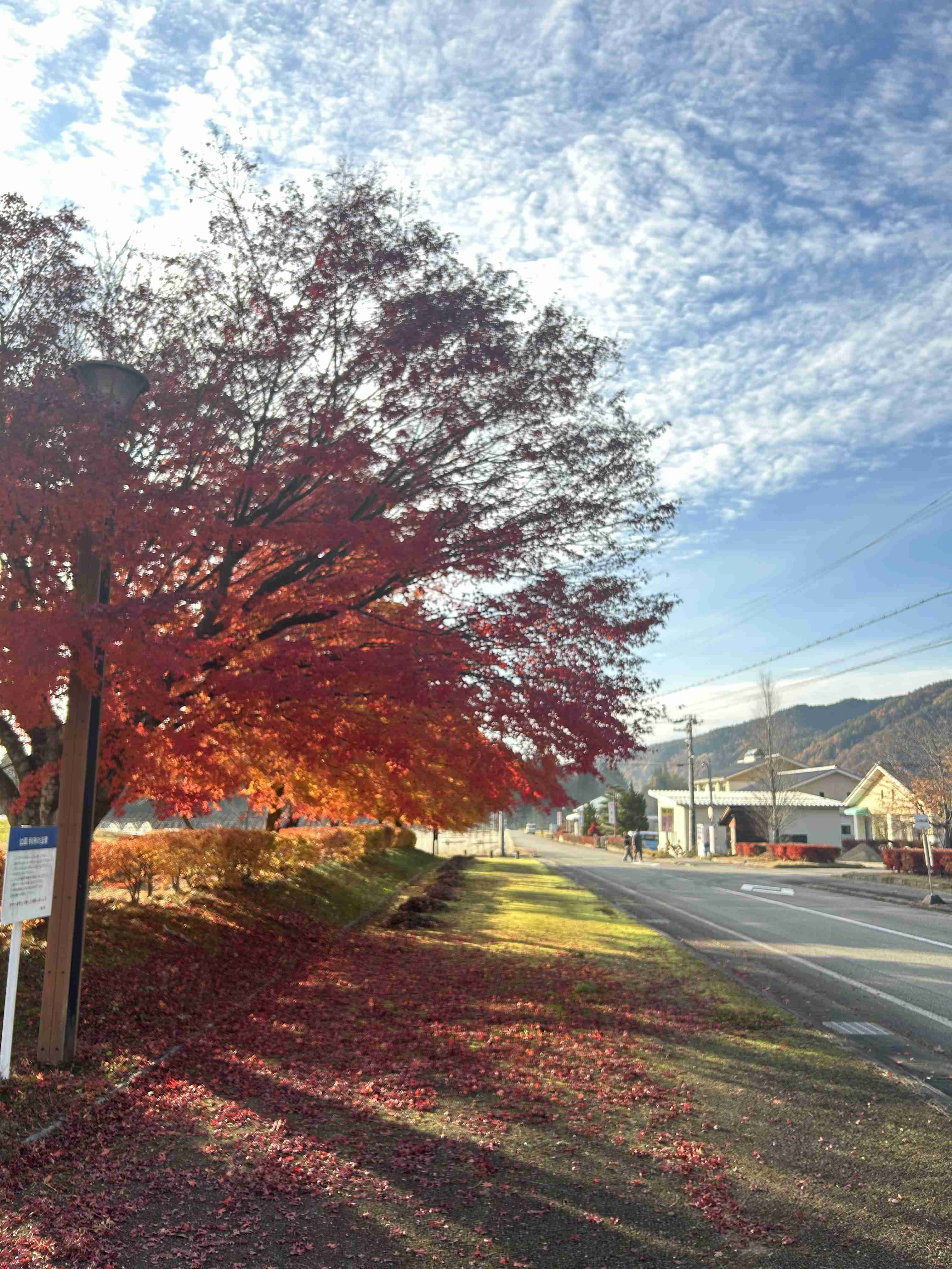 自分で撮影した、秋らしい写真を投稿しましょう