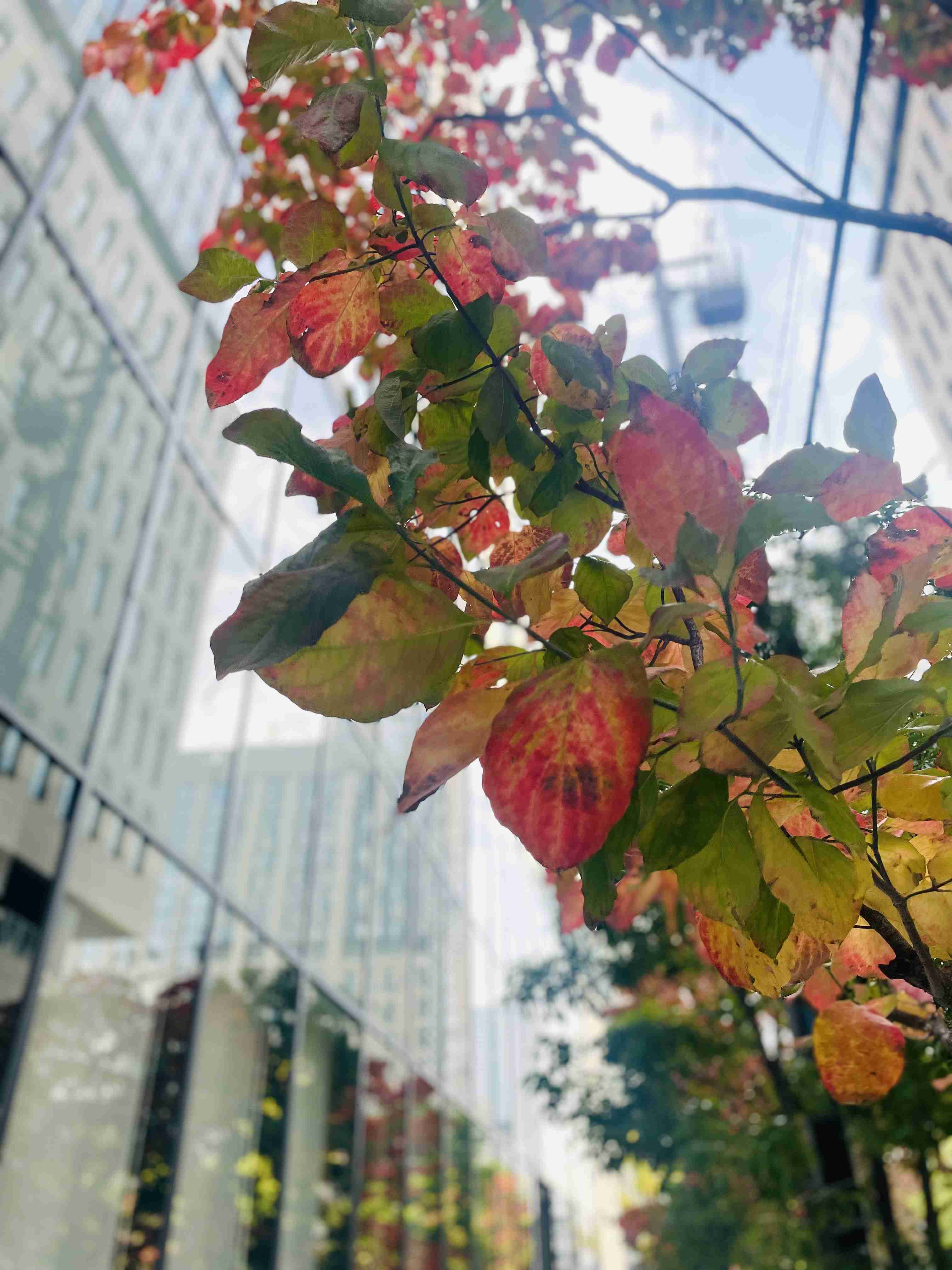 自分で撮影した、秋らしい写真を投稿しましょう