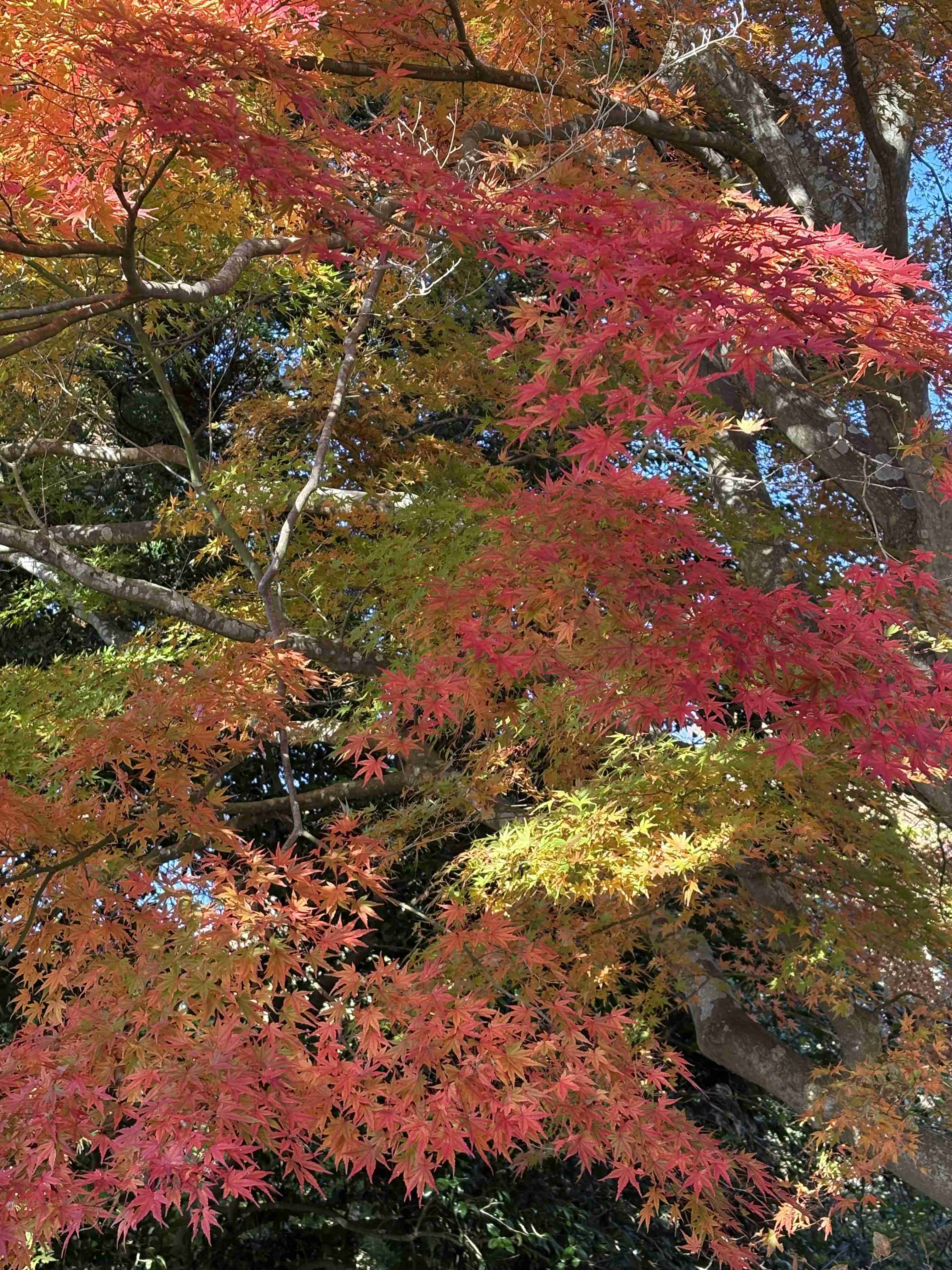 自分で撮影した、秋らしい写真を投稿しましょう