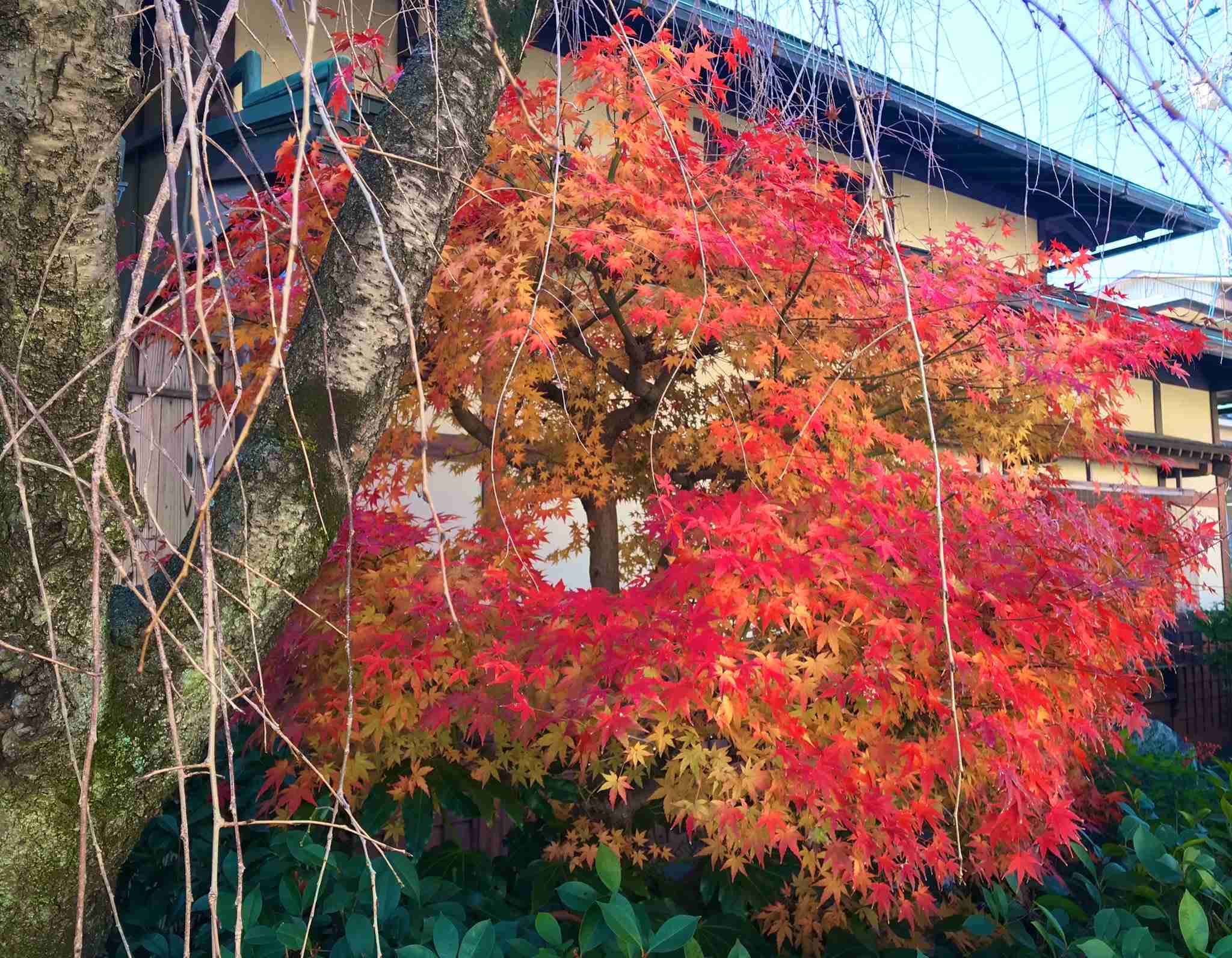 自分で撮影した、秋らしい写真を投稿しましょう