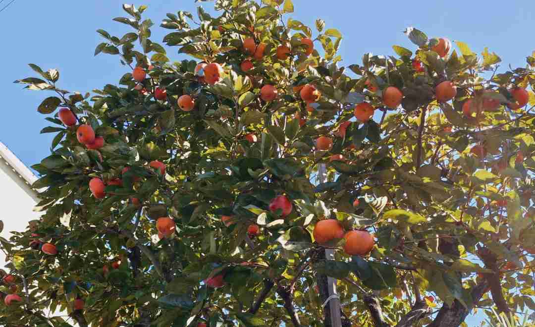 自分で撮影した、秋らしい写真を投稿しましょう