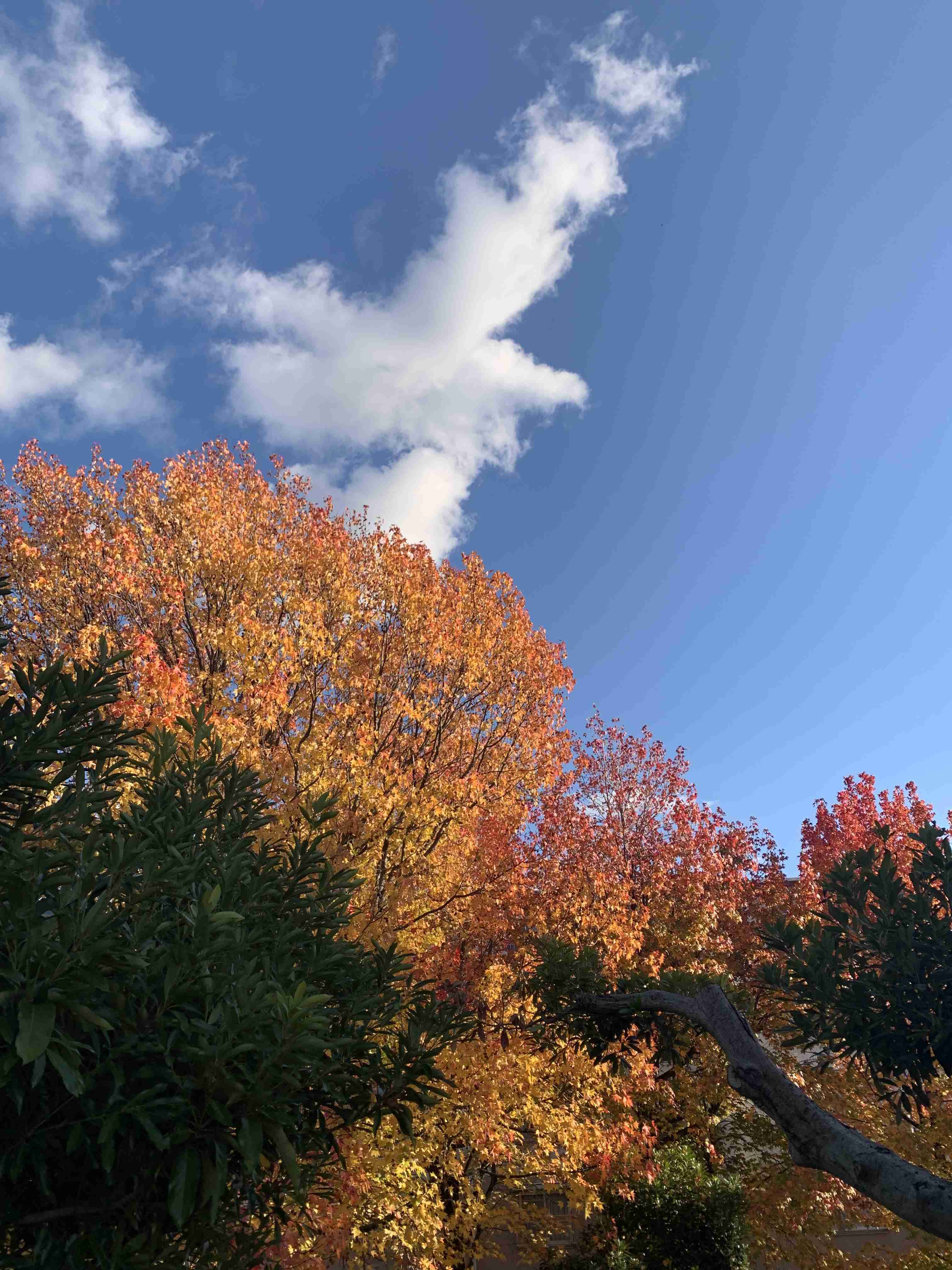 自分で撮影した、秋らしい写真を投稿しましょう