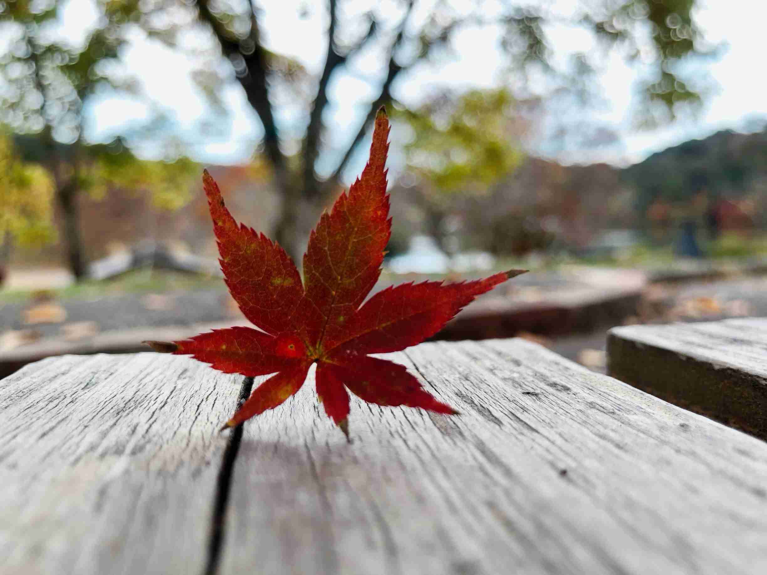 自分で撮影した、秋らしい写真を投稿しましょう