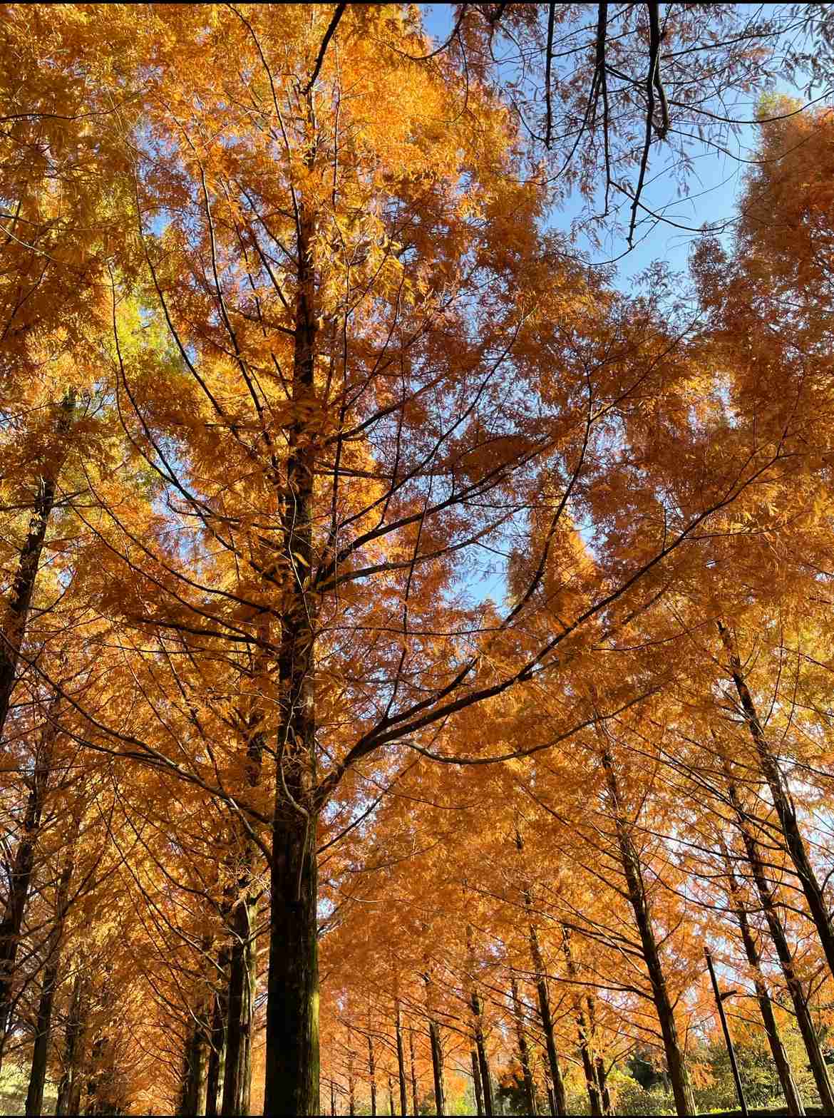 自分で撮影した、秋らしい写真を投稿しましょう