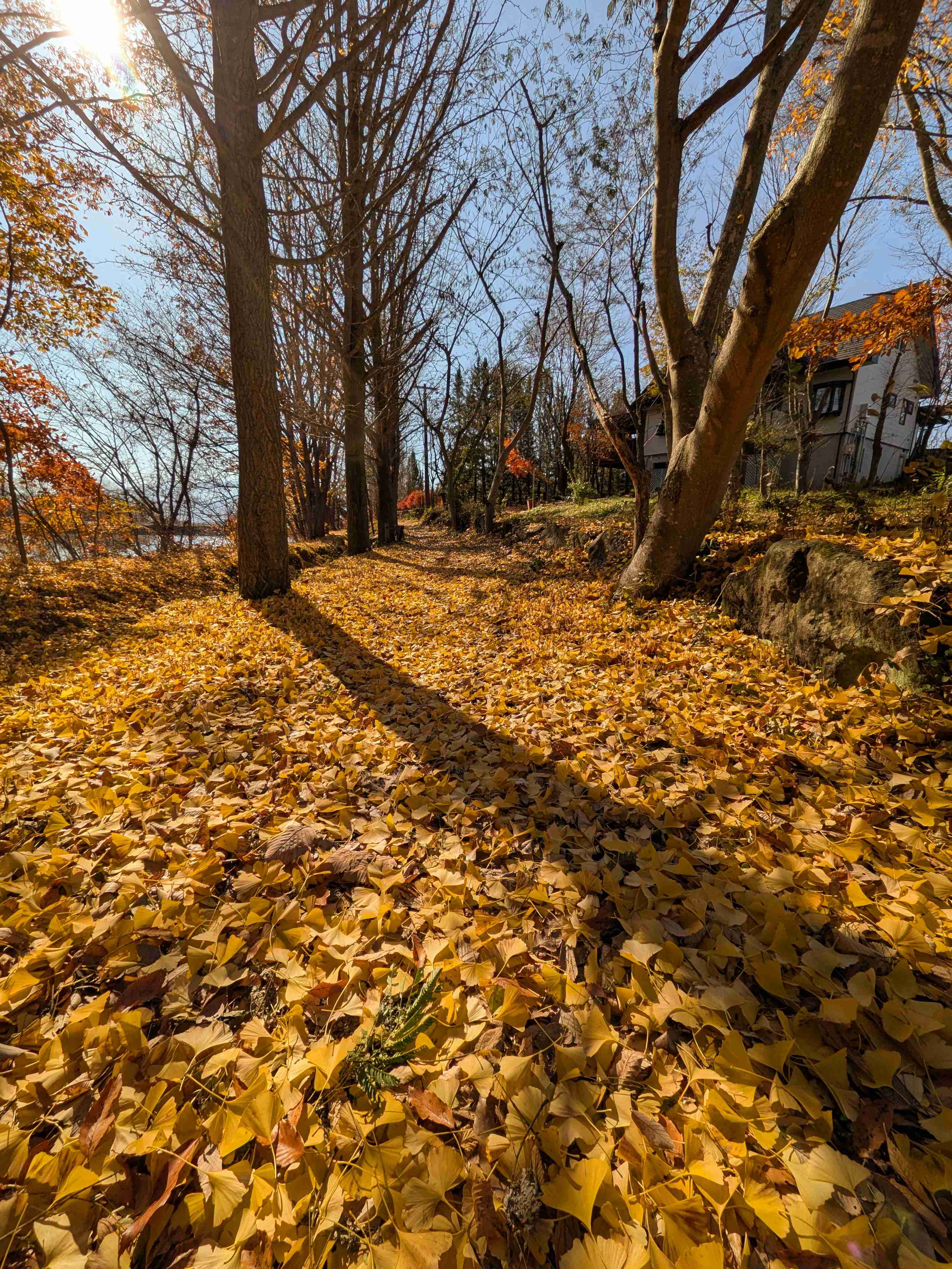 自分で撮影した、秋らしい写真を投稿しましょう