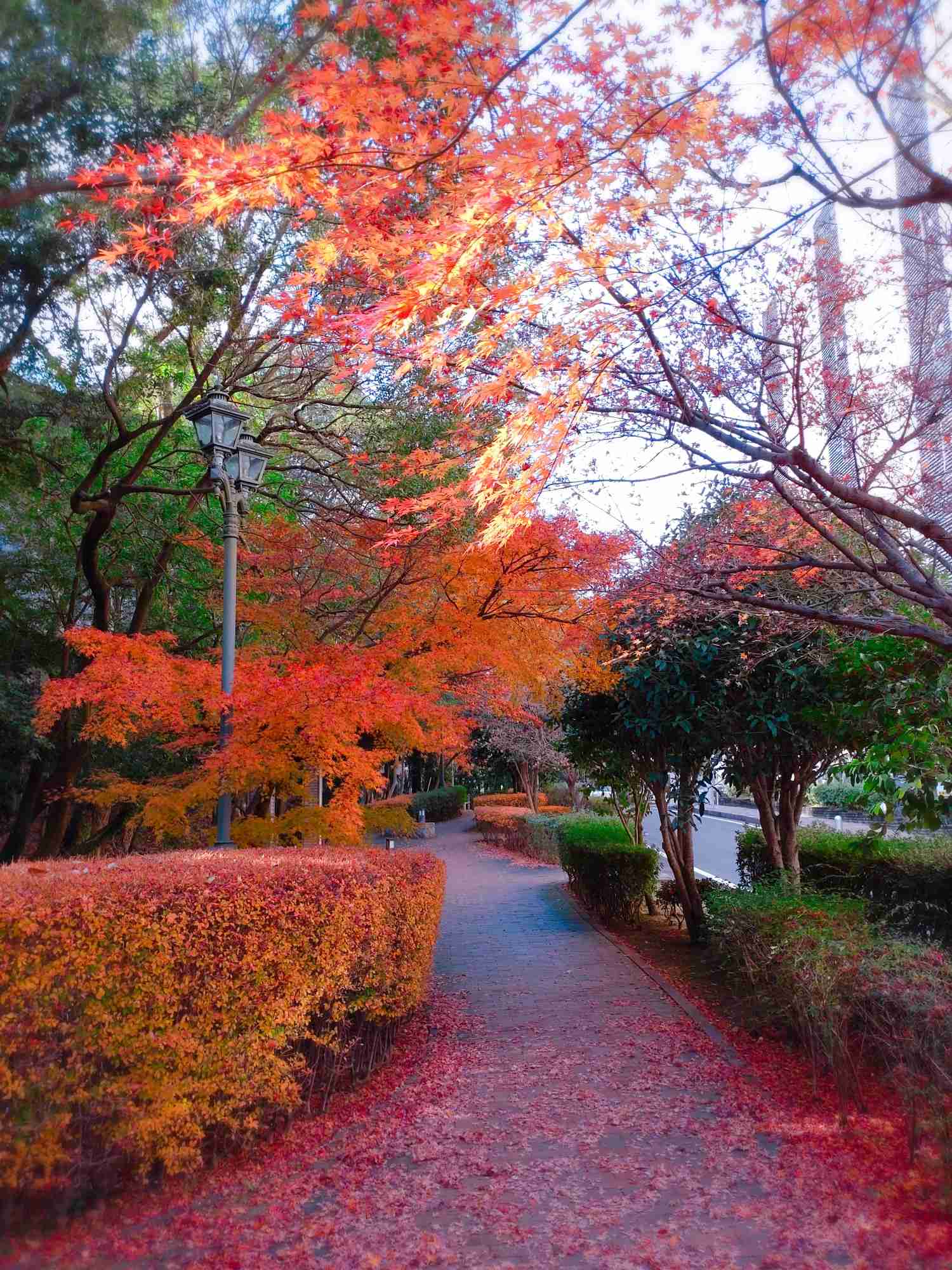 自分で撮影した、秋らしい写真を投稿しましょう