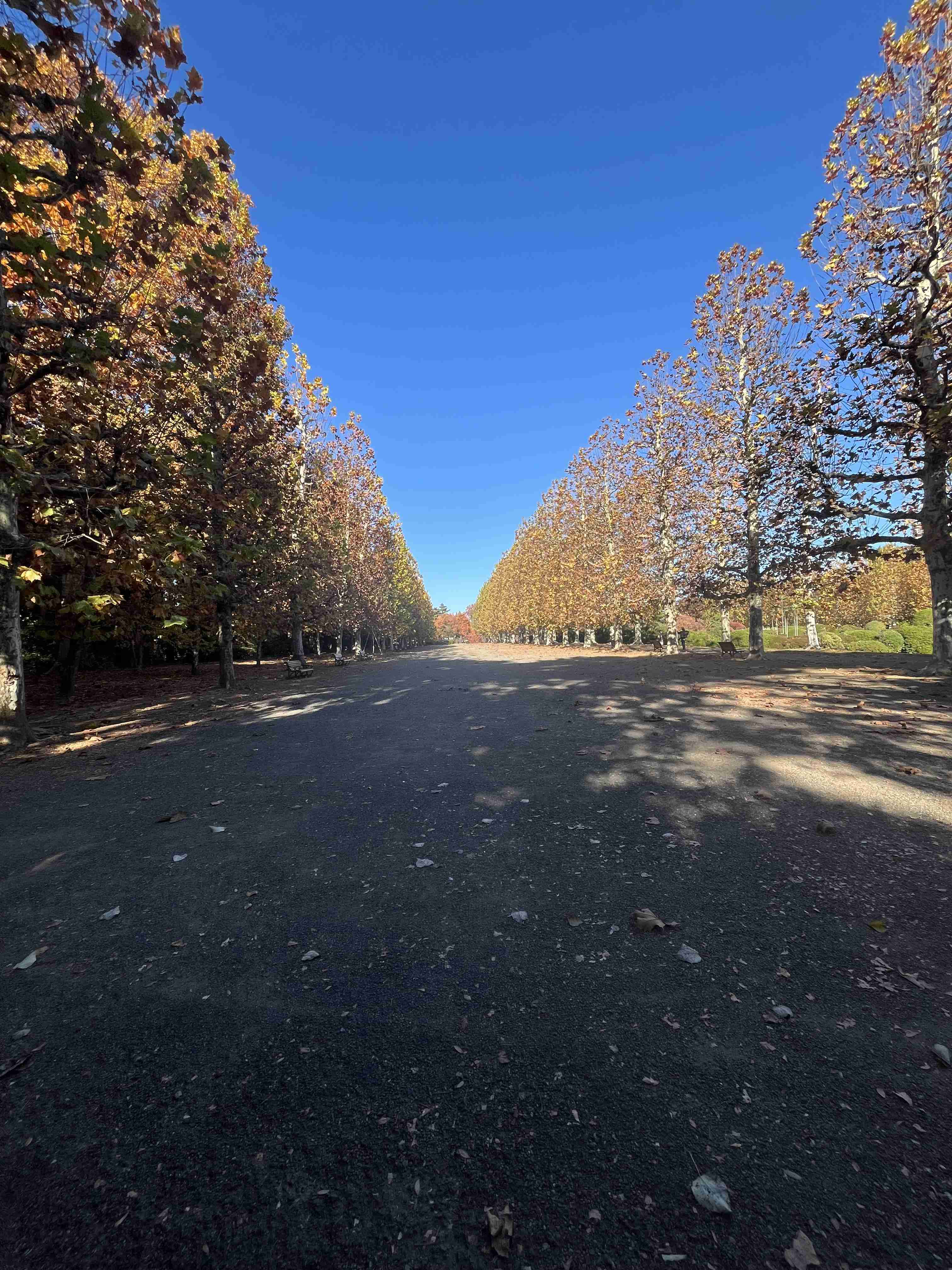 自分で撮影した、秋らしい写真を投稿しましょう