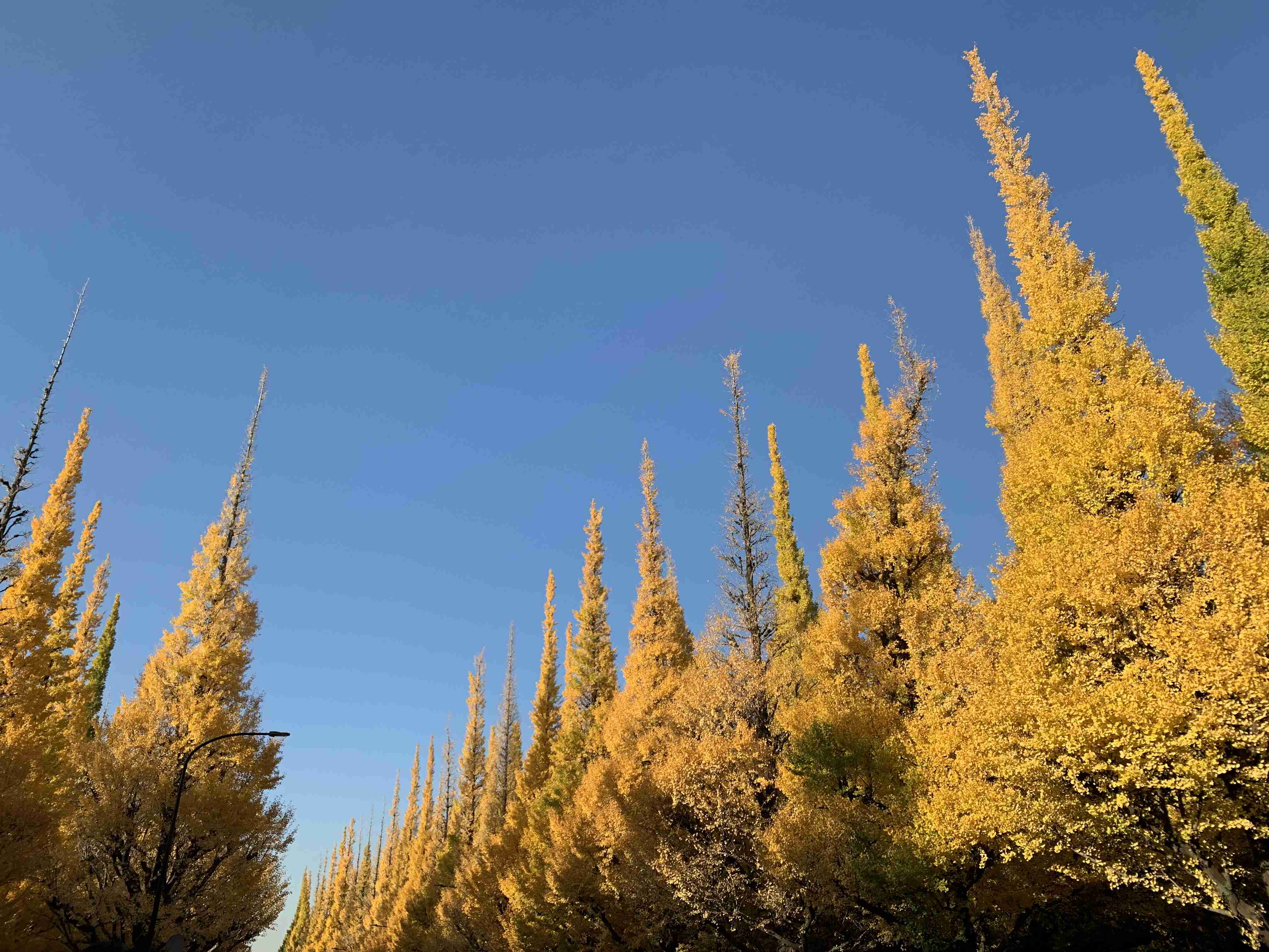 自分で撮影した、秋らしい写真を投稿しましょう