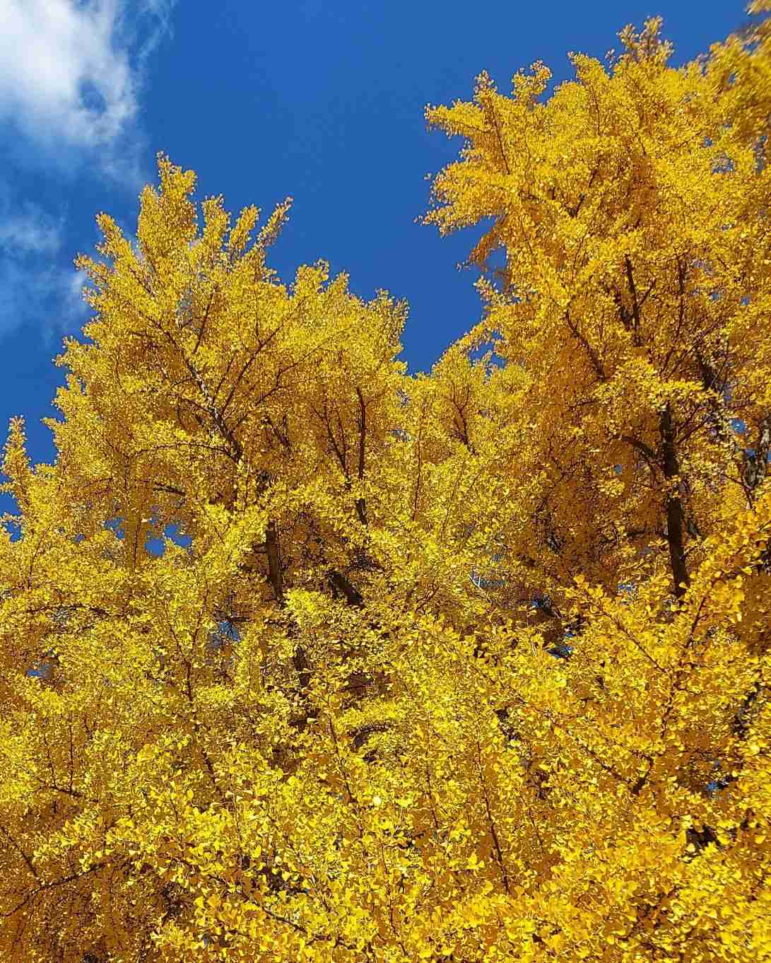 自分で撮影した、秋らしい写真を投稿しましょう