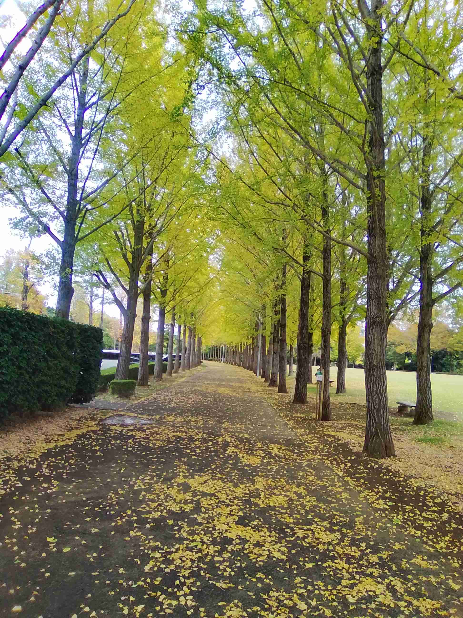 自分で撮影した、秋らしい写真を投稿しましょう