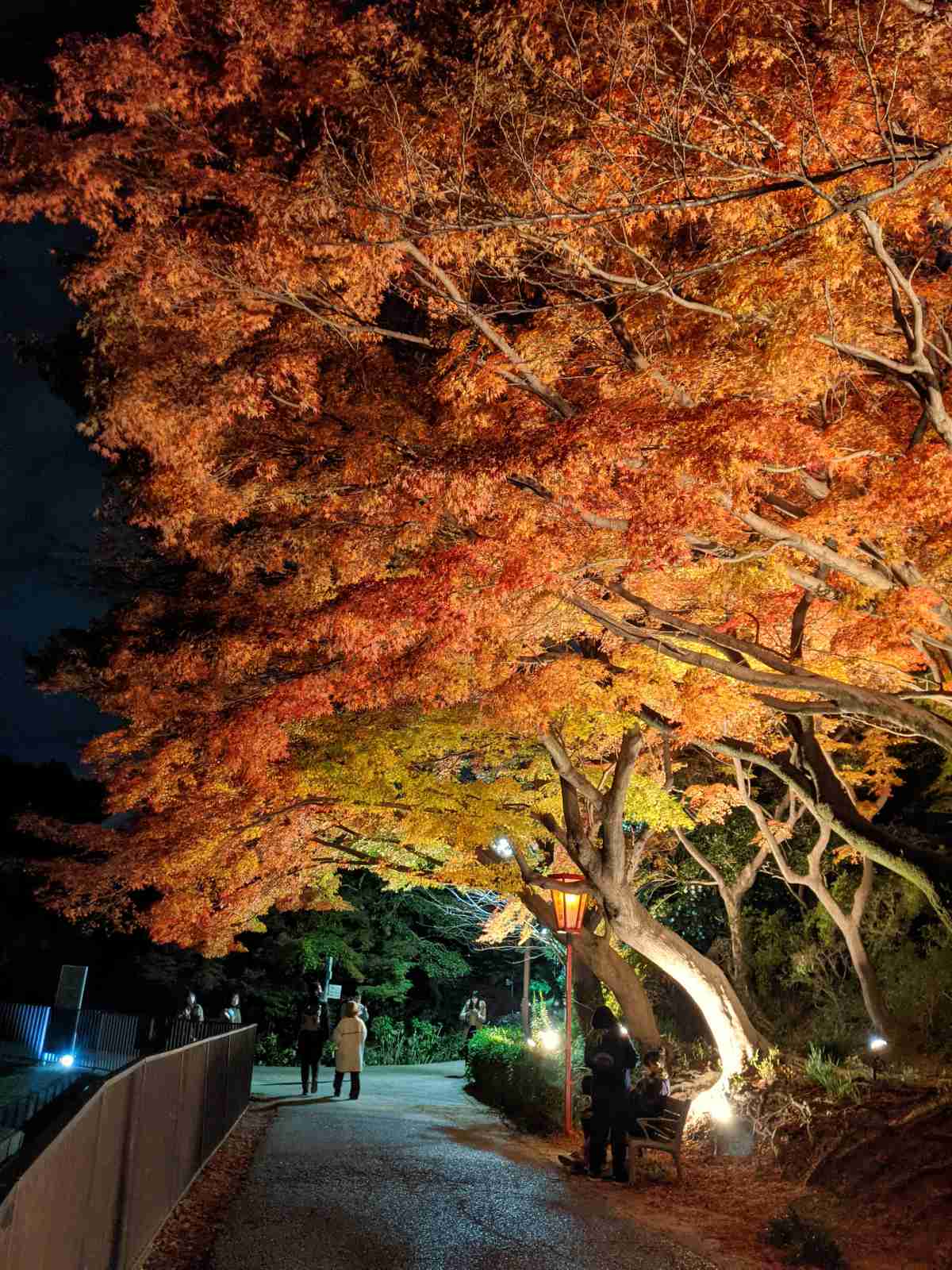 自分で撮影した、秋らしい写真を投稿しましょう