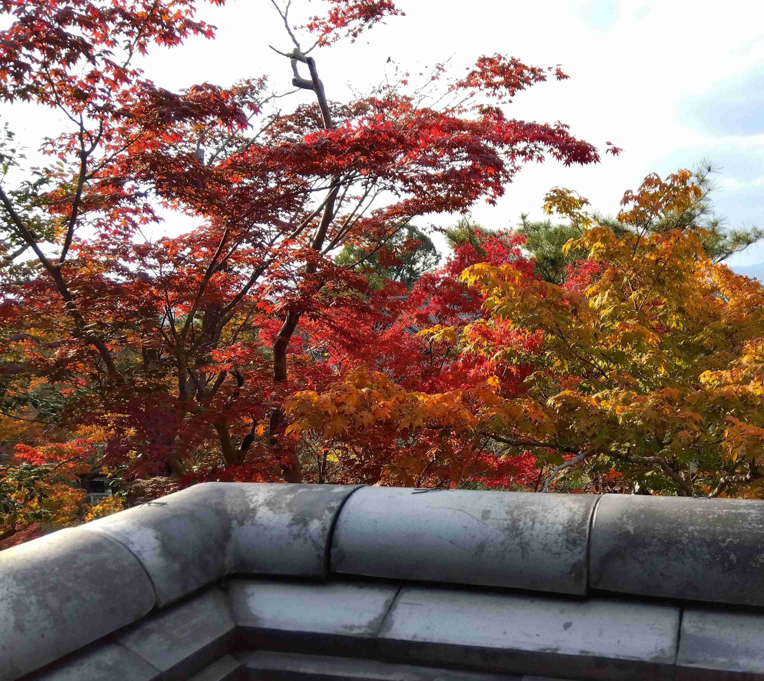 自分で撮影した、秋らしい写真を投稿しましょう