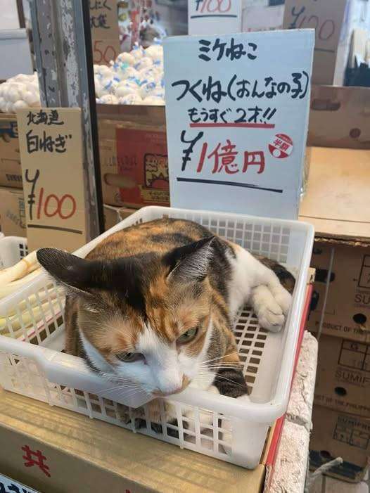 地味に「高いな」と思っているものを書くと誰かが高い理由を教えてくれる