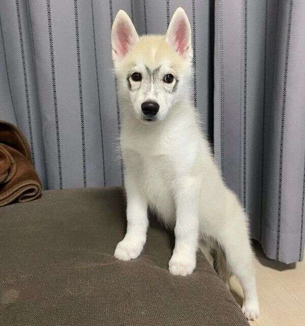 コンタクトやめてメガネにした人