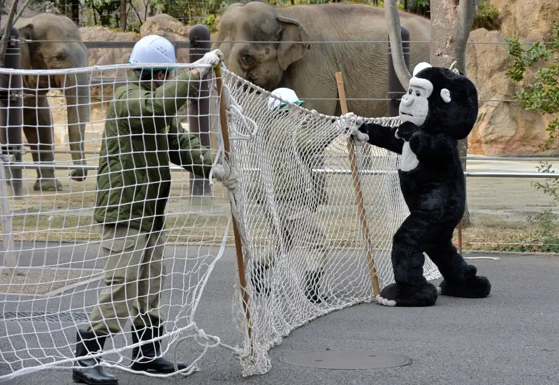 秋田市の動物園で飼育中のクマ脱走、園内で捕獲…来園者10人は全員避難しけが人なし