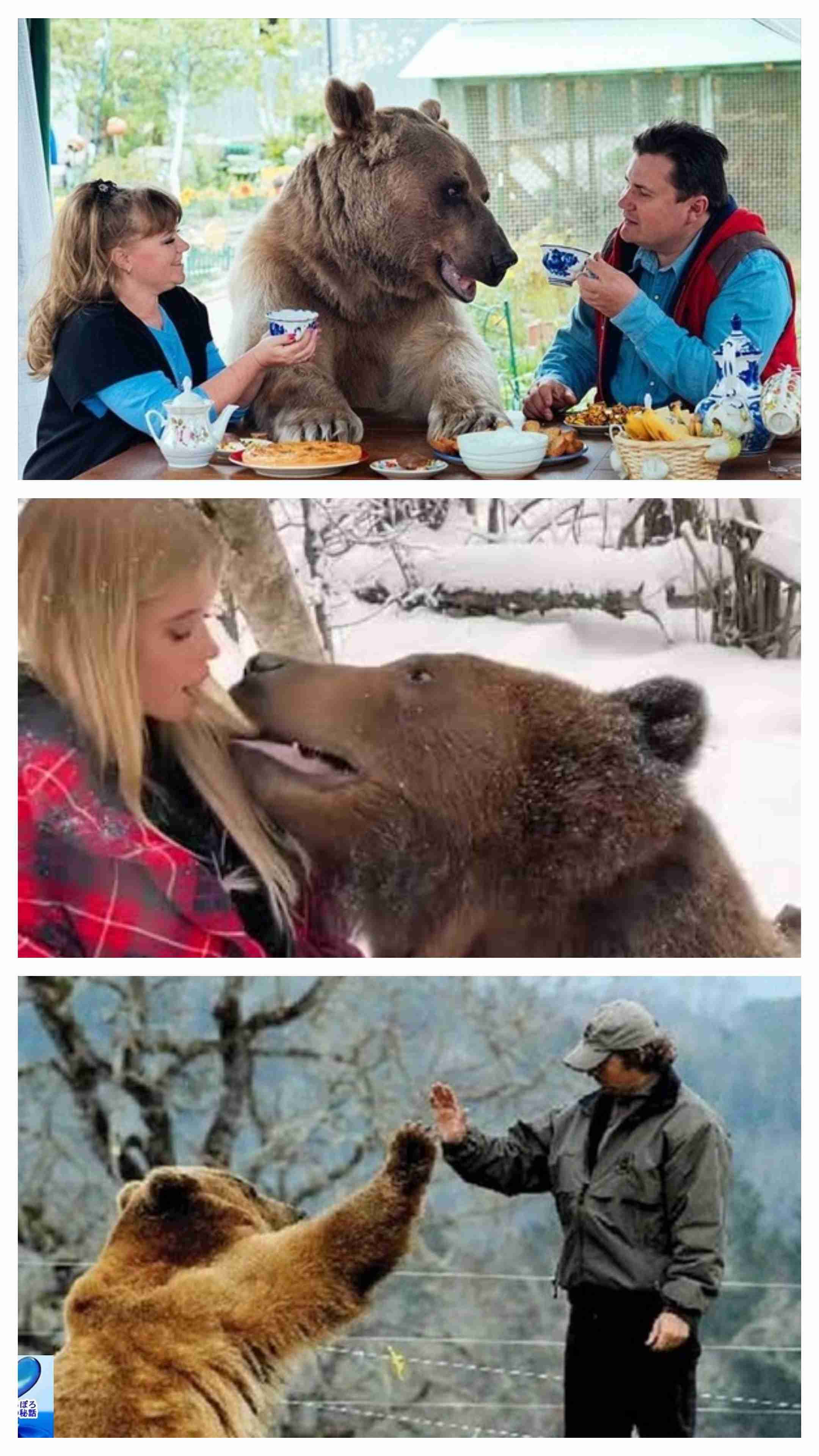 熊のキャラクターへの印象