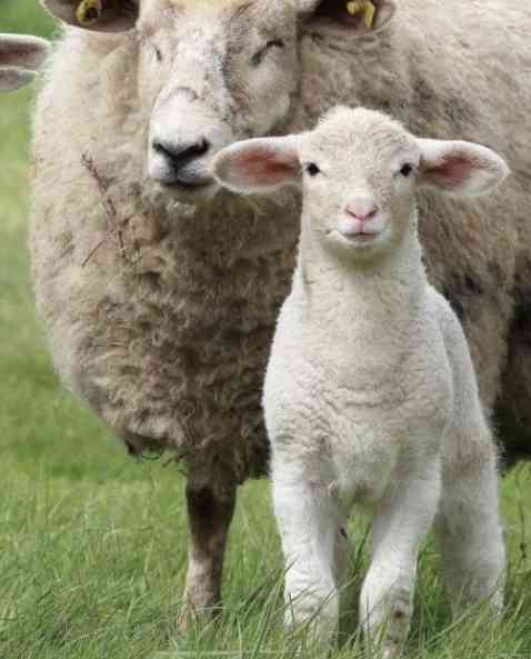 意外と演技が上手いと思うスタエン