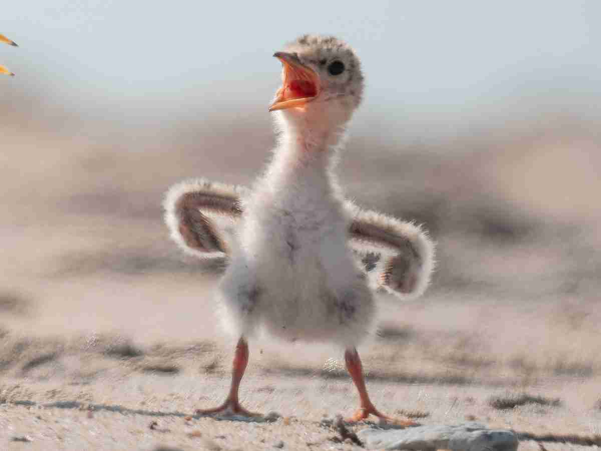 こども園に不満がある人