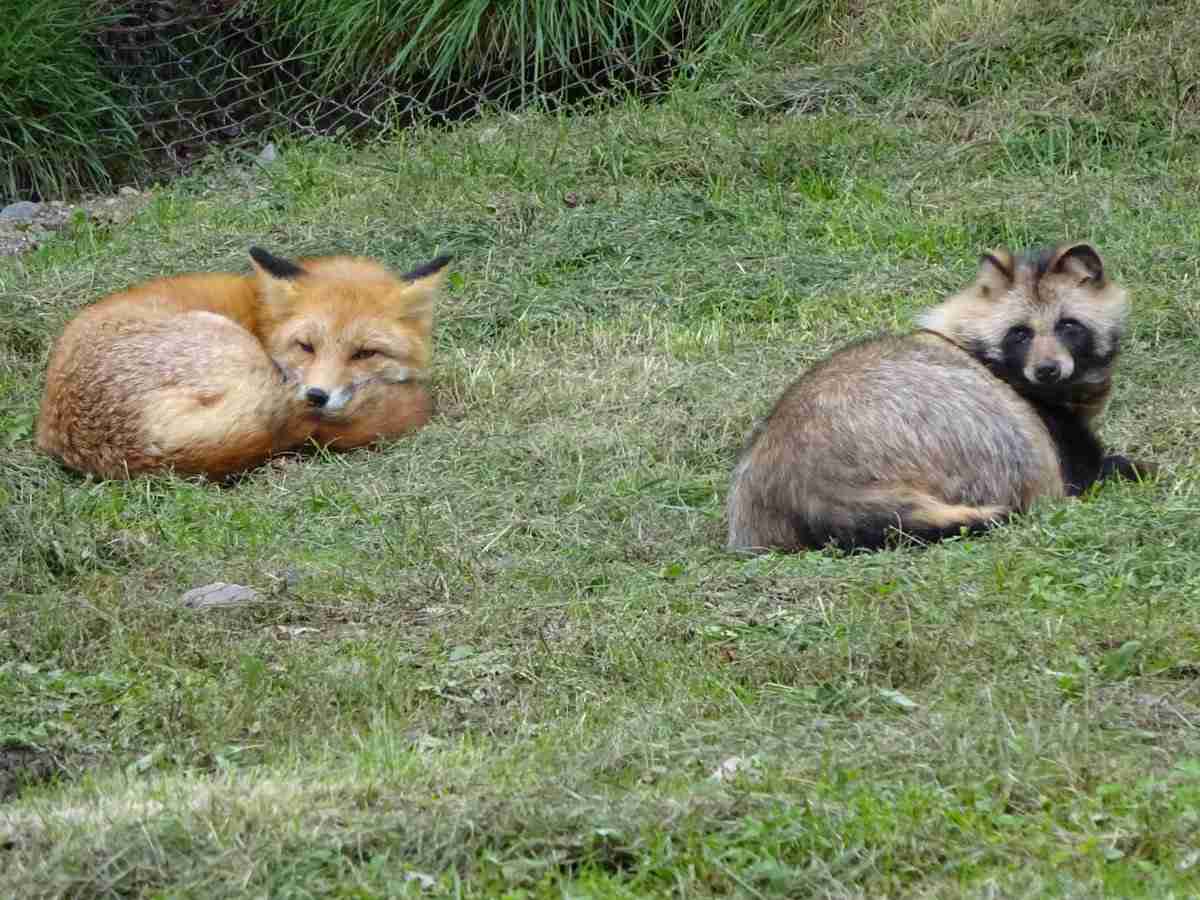 クマ用の箱罠にかかったタヌキとキツネ、罠の中で寄り添い合う→解放しようとしたら…性格の違いに「これでこそタヌキ」の声