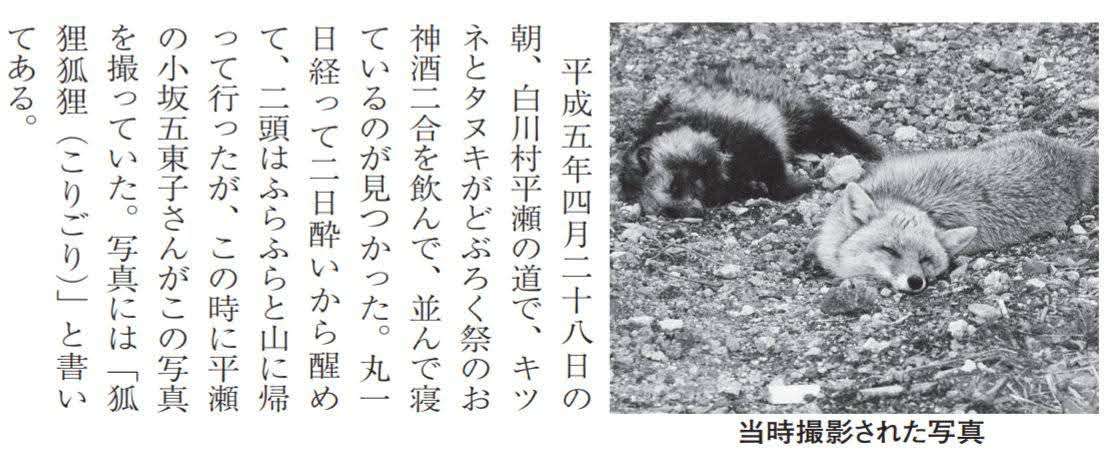 クマ用の箱罠にかかったタヌキとキツネ、罠の中で寄り添い合う→解放しようとしたら…性格の違いに「これでこそタヌキ」の声