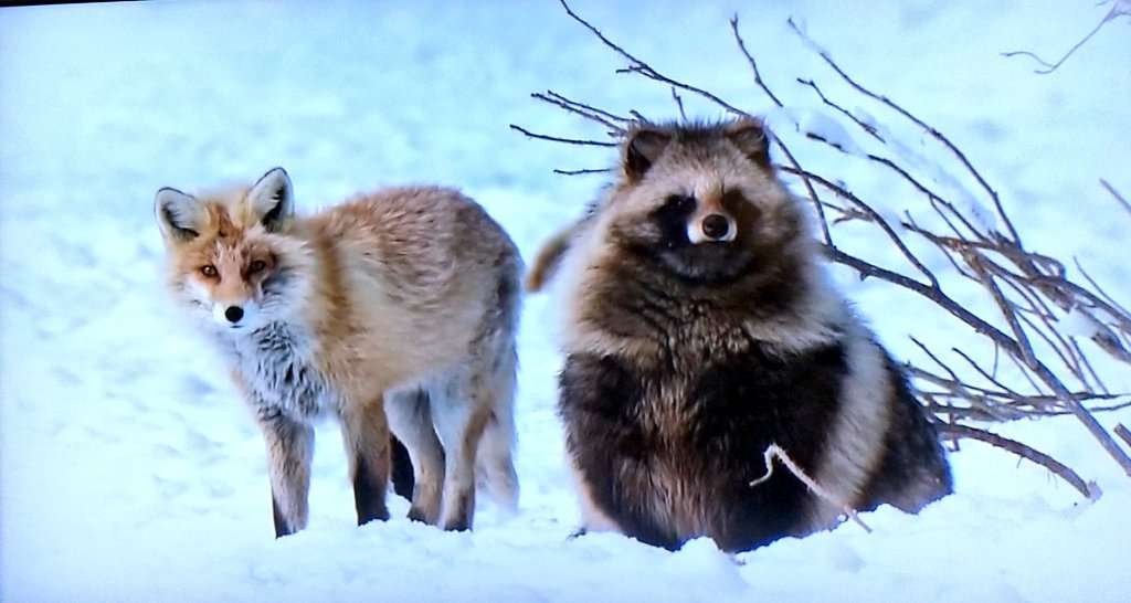 クマ用の箱罠にかかったタヌキとキツネ、罠の中で寄り添い合う→解放しようとしたら…性格の違いに「これでこそタヌキ」の声