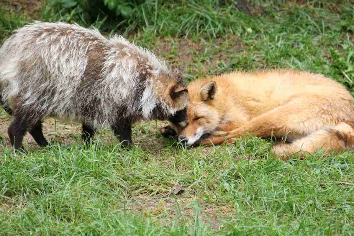 クマ用の箱罠にかかったタヌキとキツネ、罠の中で寄り添い合う→解放しようとしたら…性格の違いに「これでこそタヌキ」の声