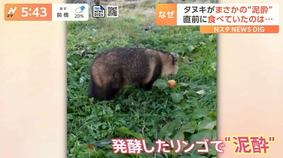 クマ用の箱罠にかかったタヌキとキツネ、罠の中で寄り添い合う→解放しようとしたら…性格の違いに「これでこそタヌキ」の声