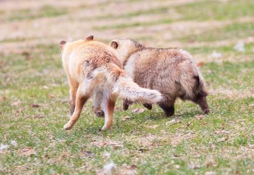 クマ用の箱罠にかかったタヌキとキツネ、罠の中で寄り添い合う→解放しようとしたら…性格の違いに「これでこそタヌキ」の声
