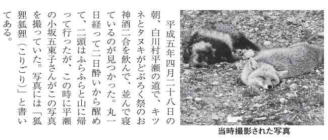 クマ用の箱罠にかかったタヌキとキツネ、罠の中で寄り添い合う→解放しようとしたら…性格の違いに「これでこそタヌキ」の声