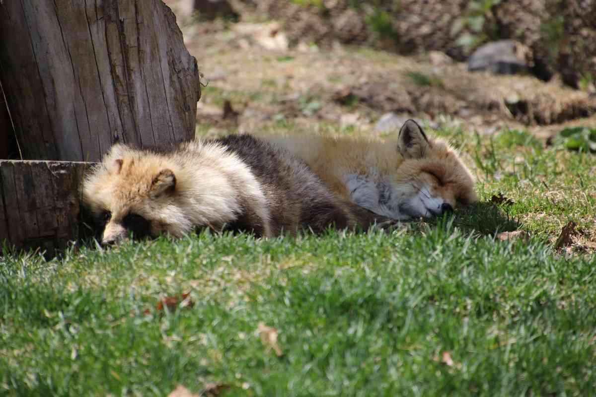 クマ用の箱罠にかかったタヌキとキツネ、罠の中で寄り添い合う→解放しようとしたら…性格の違いに「これでこそタヌキ」の声