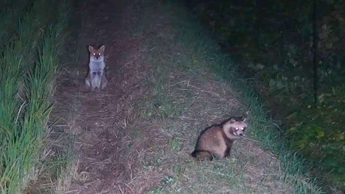 クマ用の箱罠にかかったタヌキとキツネ、罠の中で寄り添い合う→解放しようとしたら…性格の違いに「これでこそタヌキ」の声