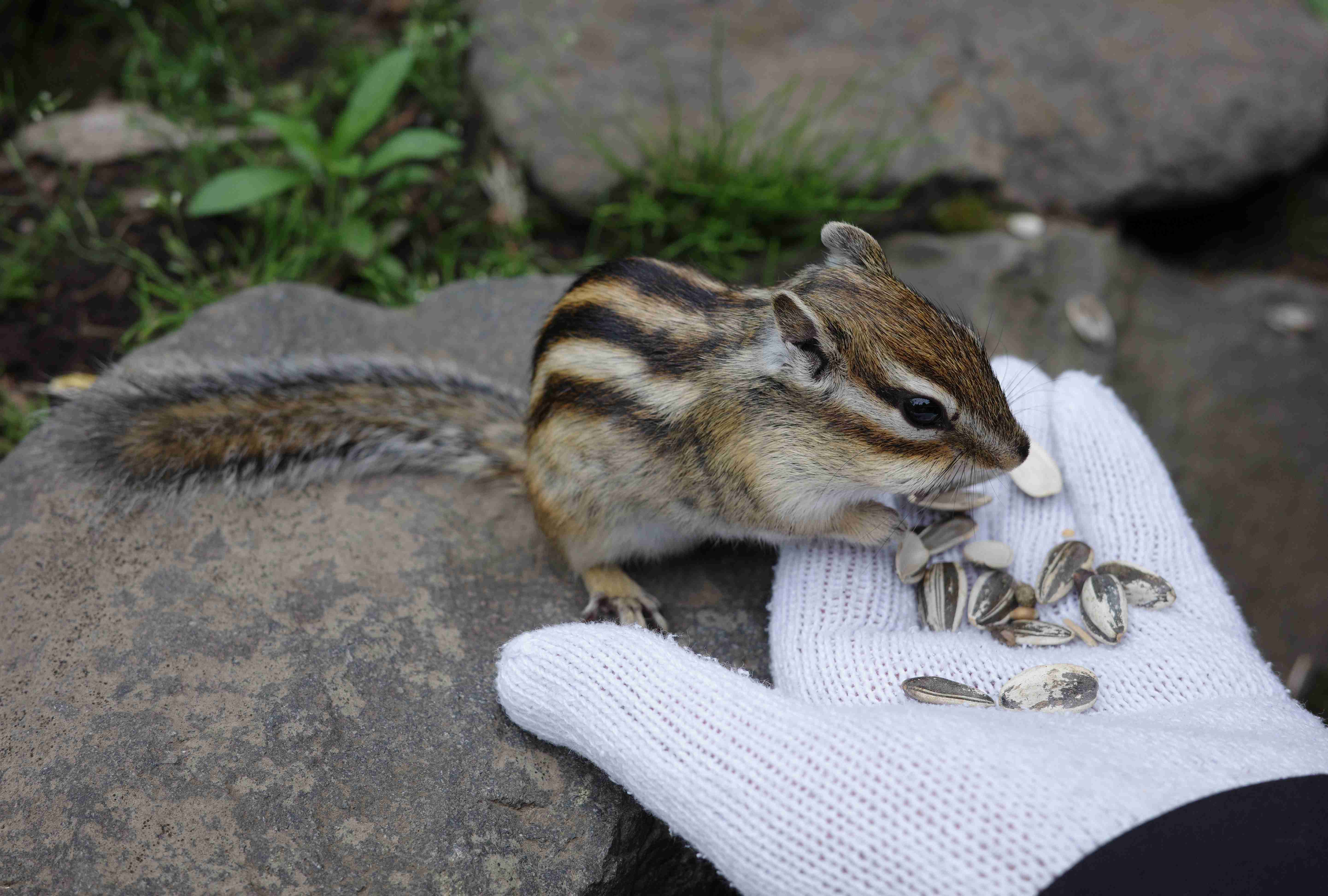 北海道観光の思い出