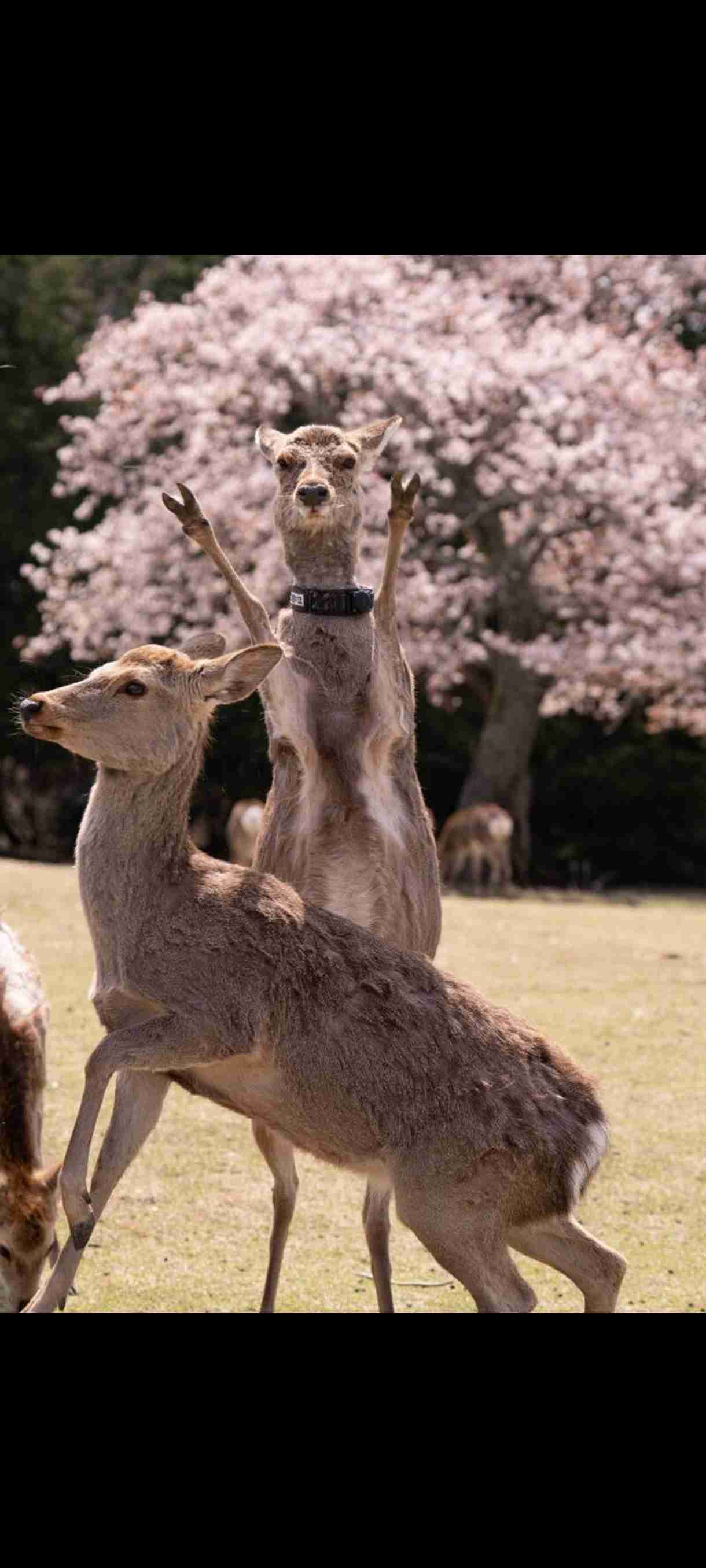 なぜ保存したのか分からない画像を貼っていくトピ