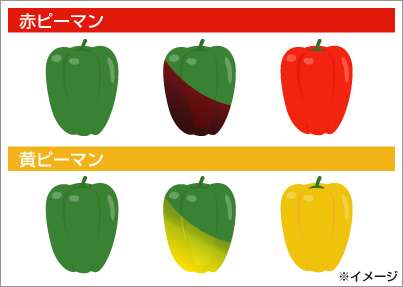 なぜ保存したのか分からない画像を貼っていくトピ