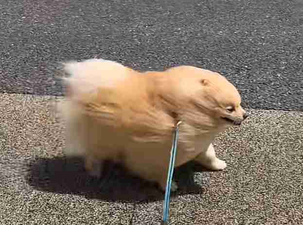 なぜ保存したのか分からない画像を貼っていくトピ