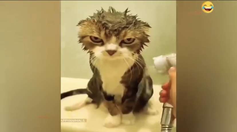 なぜ保存したのか分からない画像を貼っていくトピ