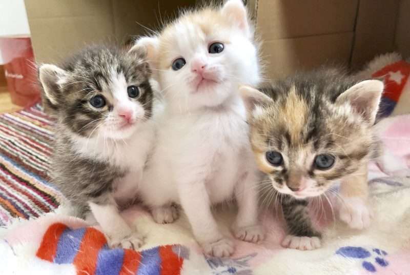 猫にありがちな名前