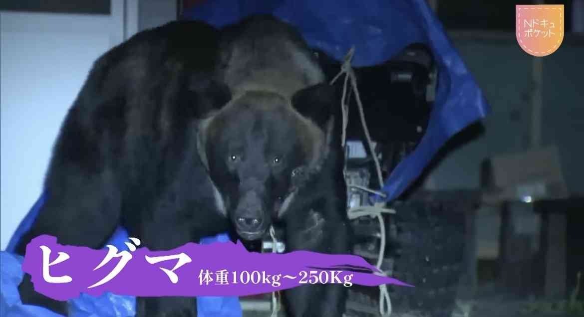 クマ問題 自衛隊が「銃でクマ駆除」は「非現実的」「たぶん当たらない」 ハンターが切実に願う「後方支援」とは