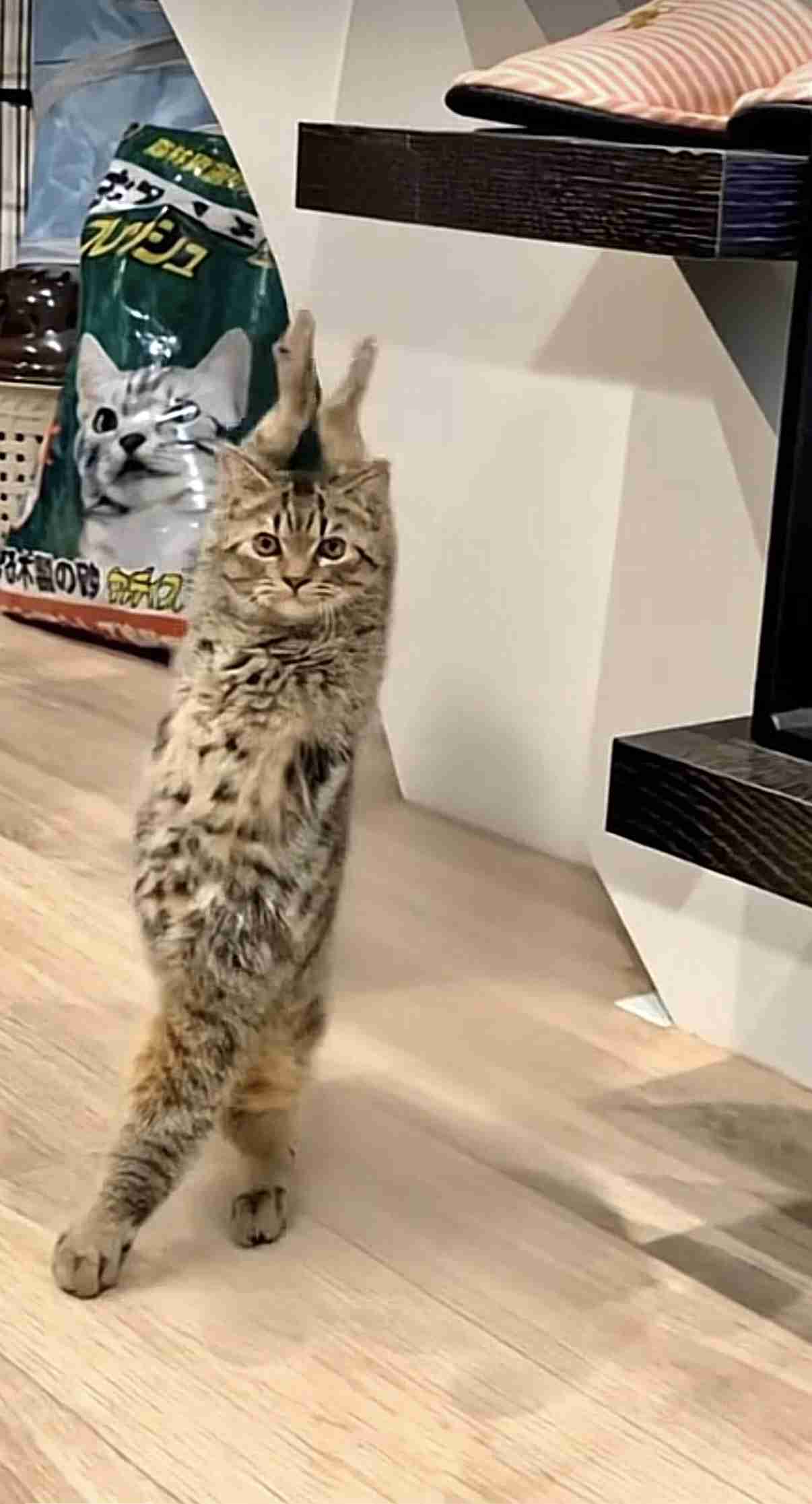 今年SNSで一度は見たことあったらプラス