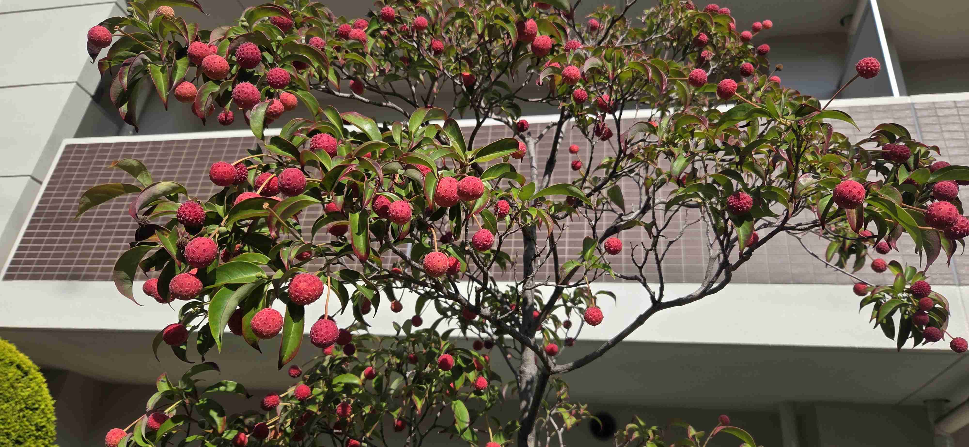 セロトニンを増やす方法