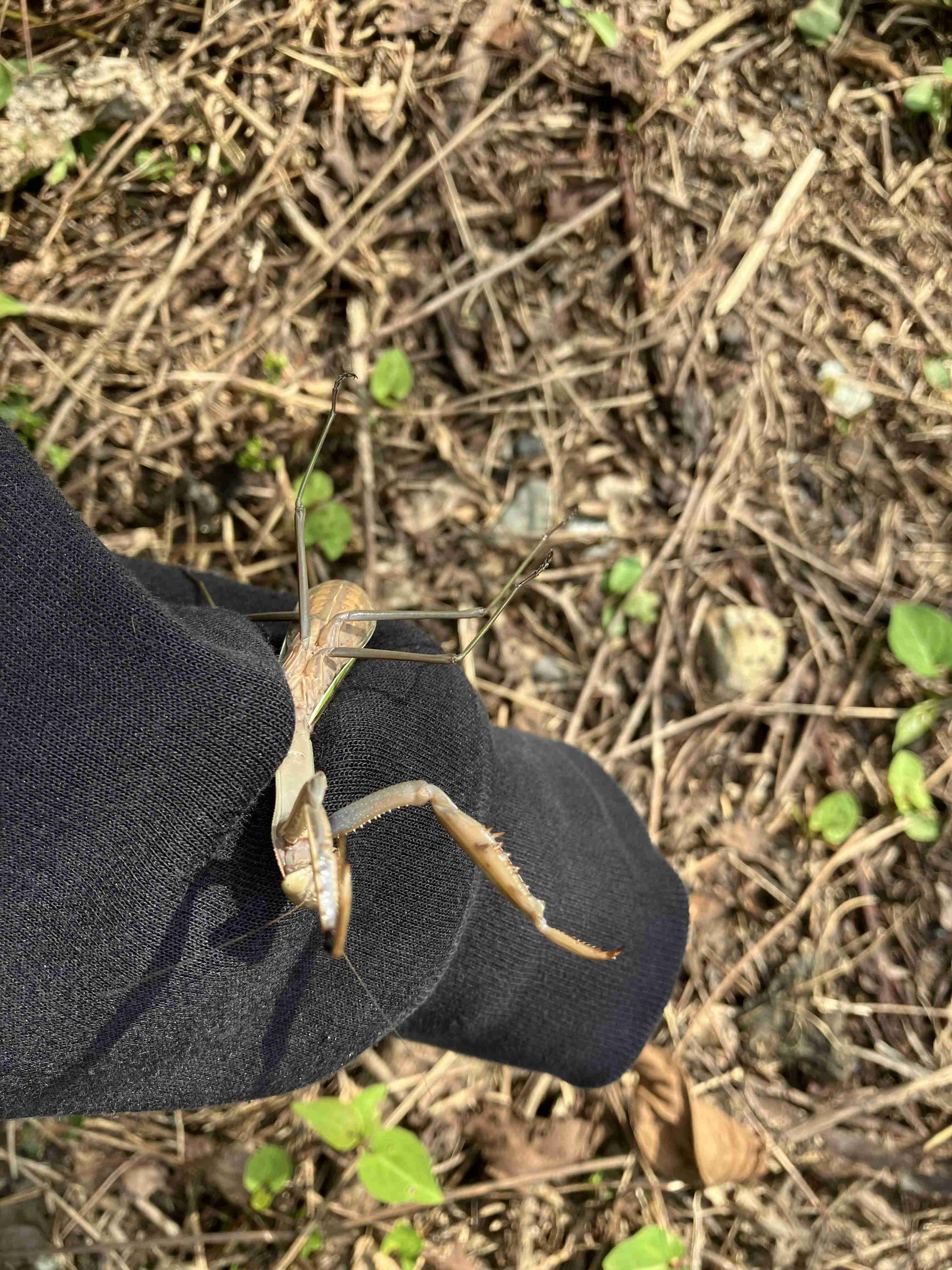 男の子の母になり無駄に得た知識