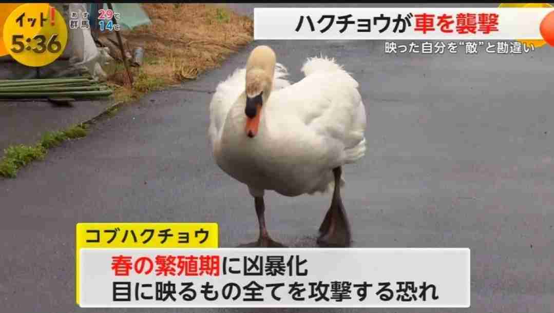 面白い顔の動物を貼るトピ
