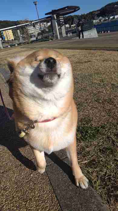 面白い顔の動物を貼るトピ