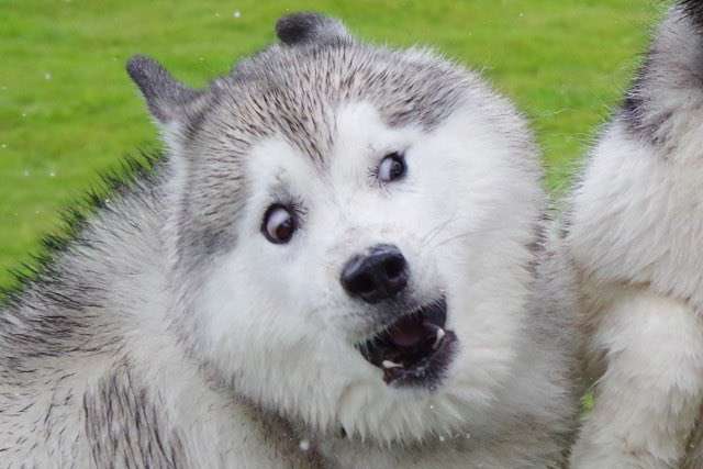 面白い顔の動物を貼るトピ