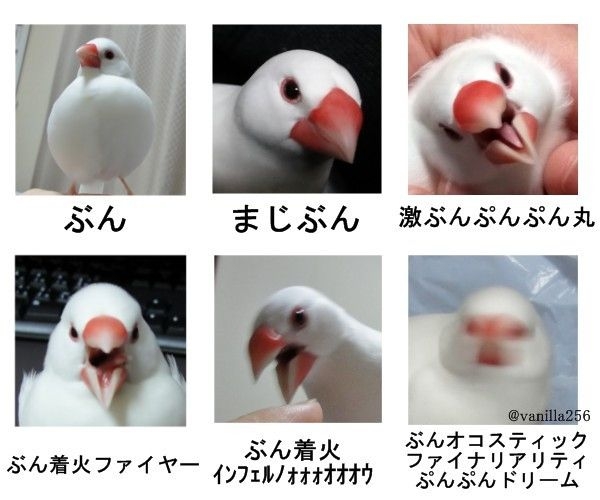 面白い顔の動物を貼るトピ