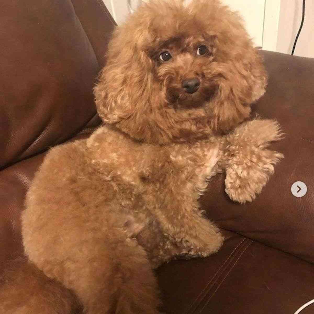 面白い顔の動物を貼るトピ