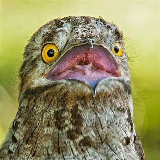 面白い顔の動物を貼るトピ