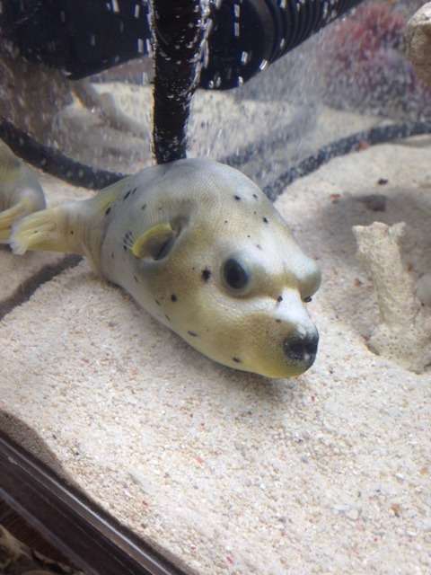 面白い顔の動物を貼るトピ